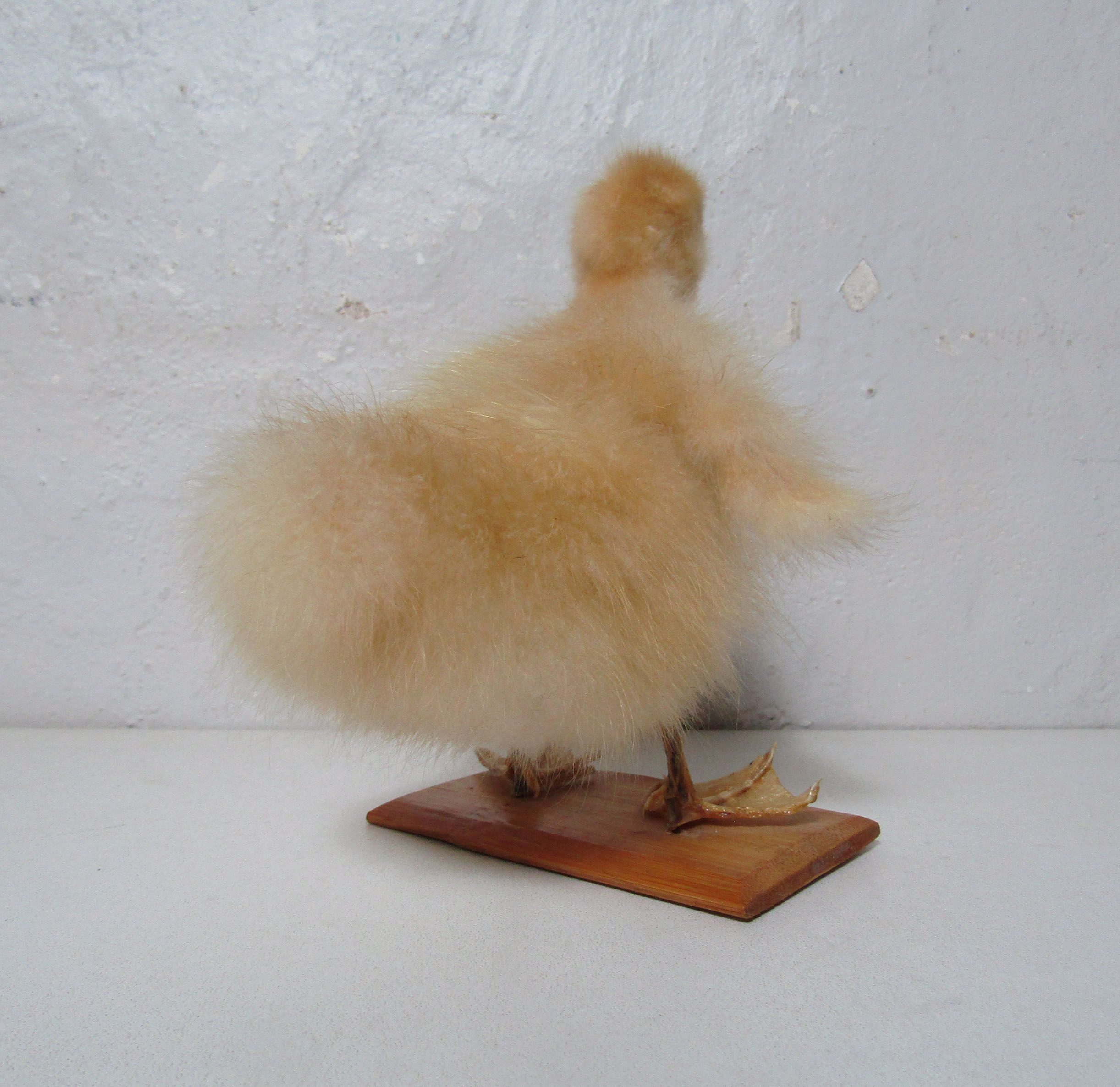 Taxidermy duckling