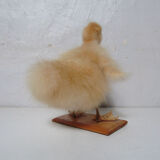 Taxidermy duckling