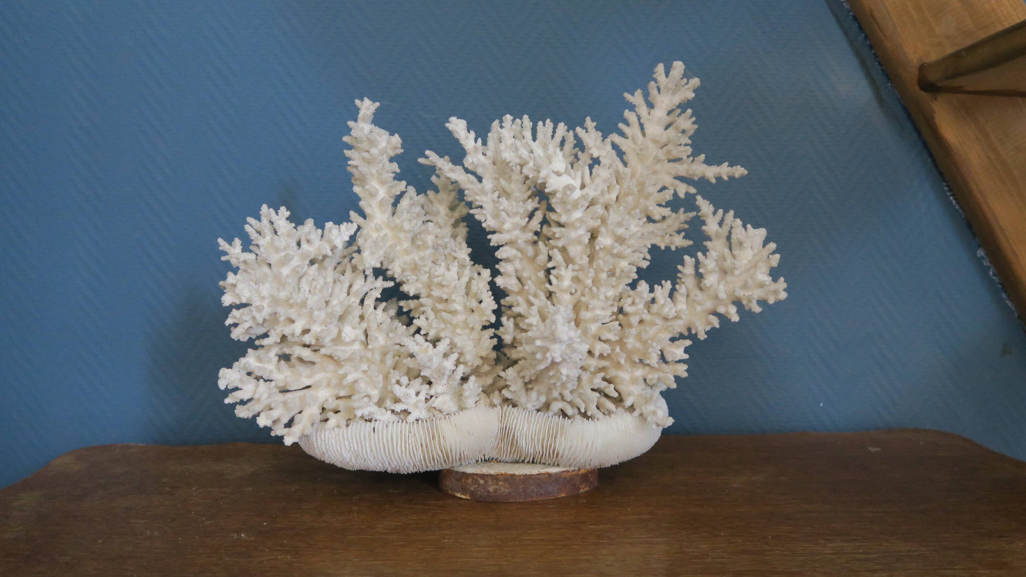 Natural white coral