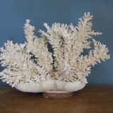 Natural white coral