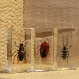 Insects inclusion