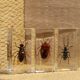 Insects inclusion