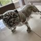 Statuette dog silver bulldog