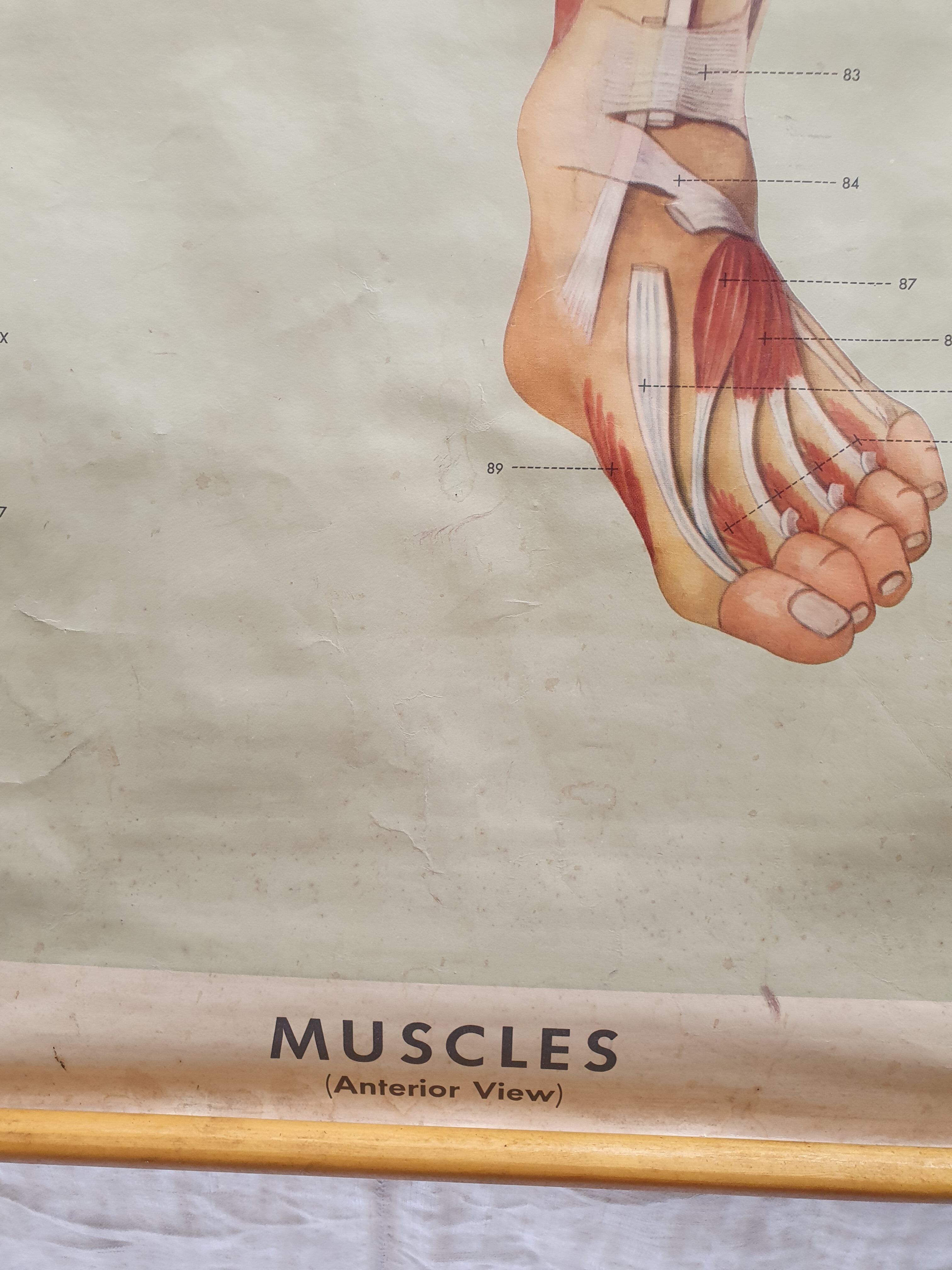 Anatomical plate 1960