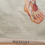 Anatomical plate 1960