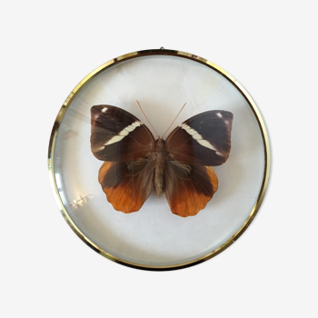 Papillon Zeuxidia Aurelius naturalisé
