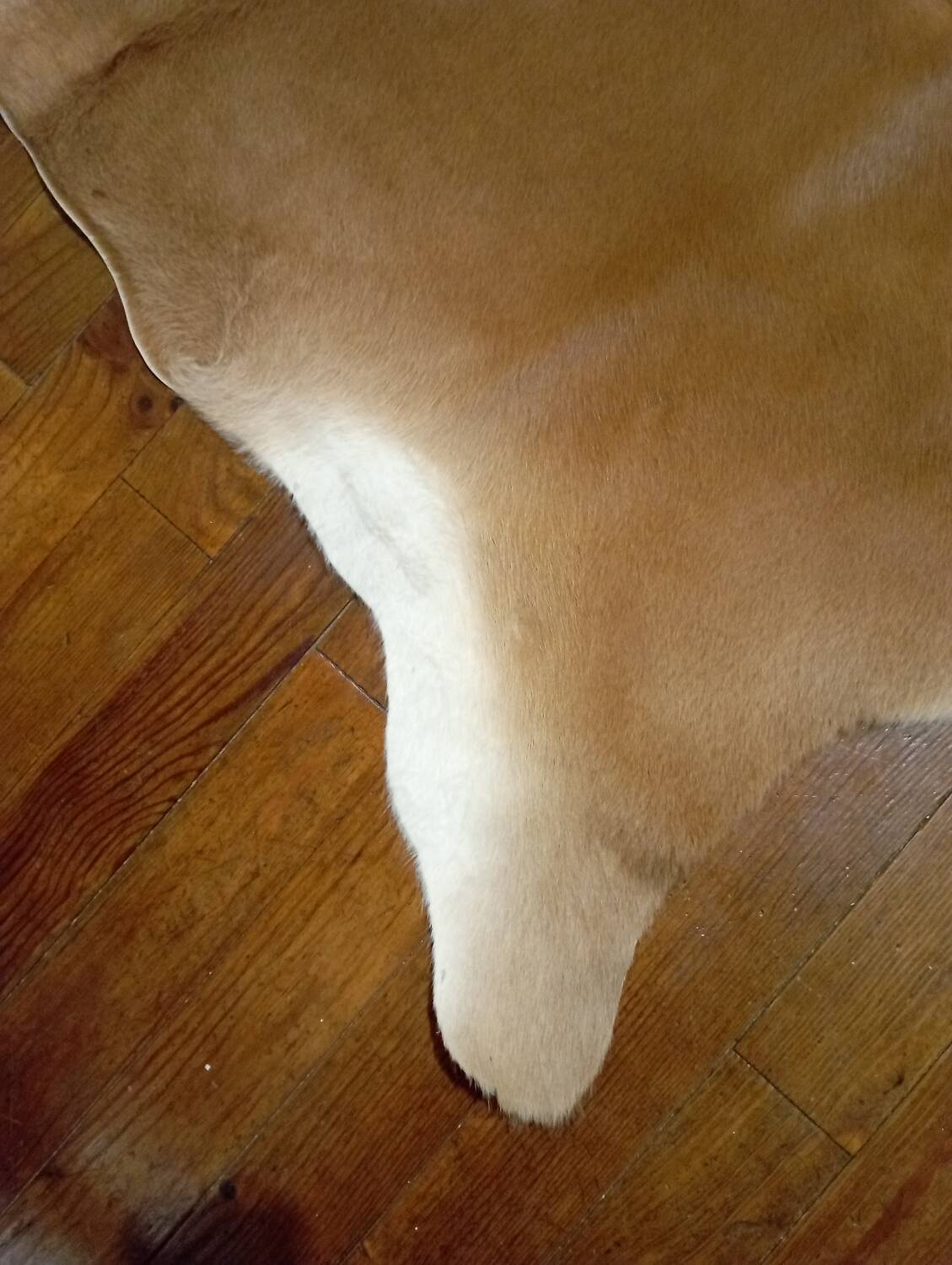Cowhide rug