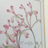 Cadre planche botanique pelargonium