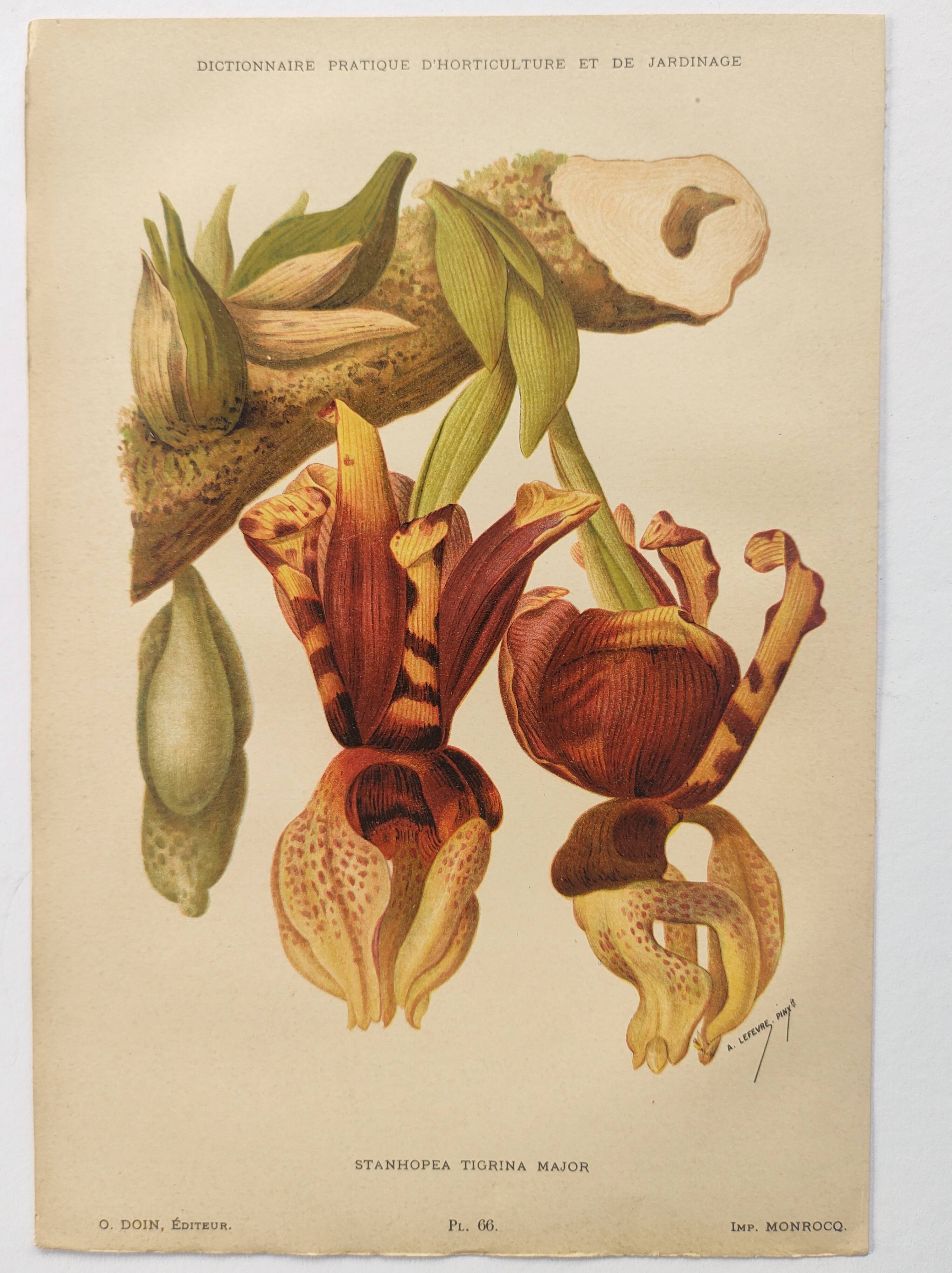 Botanical Chromo-Lithograph from 1897 - Stanhopea Tigrina Major - Original plate. Old engraving