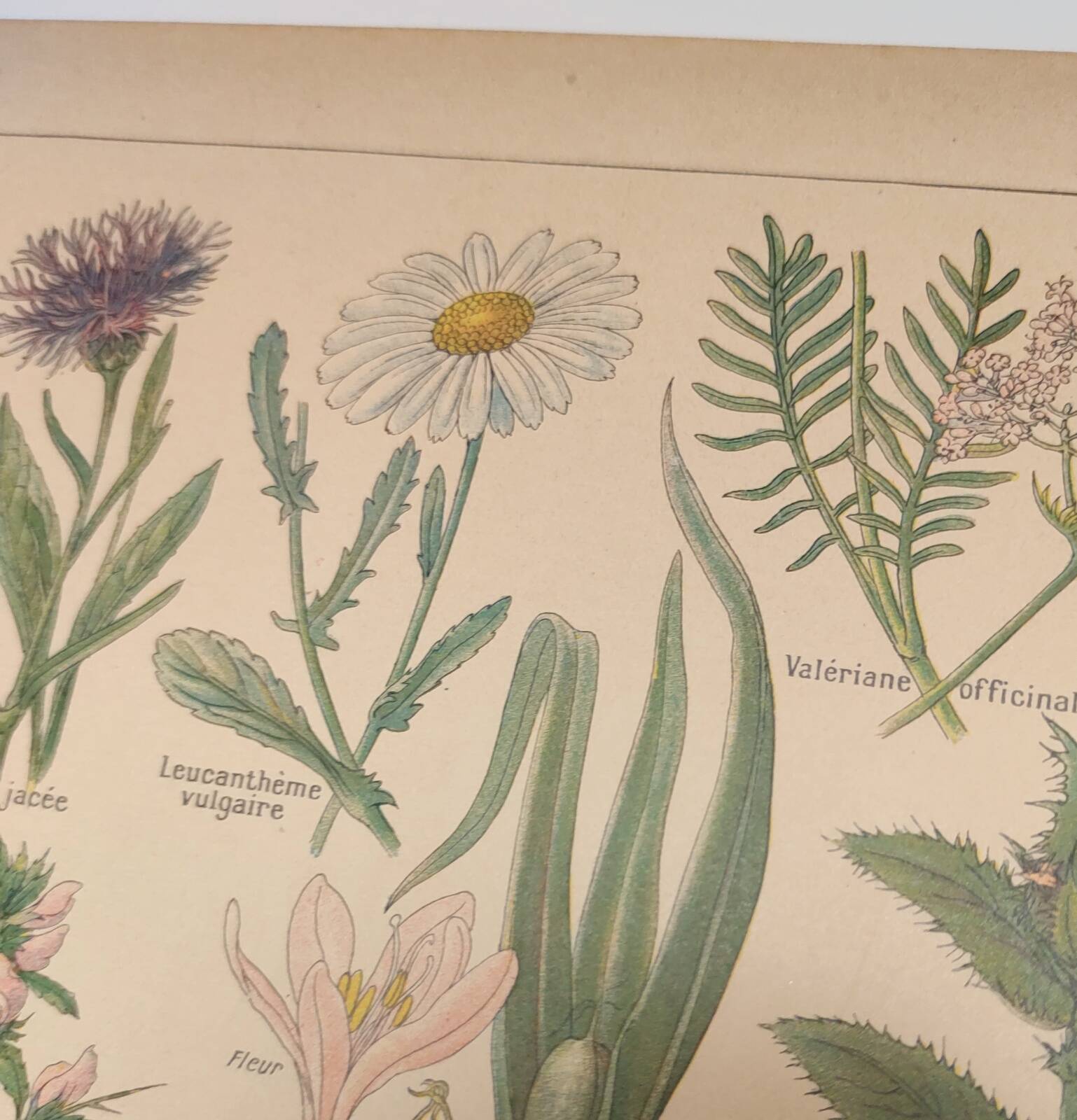 Gravure Originale de 1922 🌿 Flore de Prairie 🌿 Planche ancienne botanique de J.M Dessertene