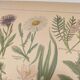 Gravure Originale de 1922 🌿 Flore de Prairie 🌿 Planche ancienne botanique de J.M Dessertene