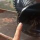 Grande coupe sur pied en opaline noire Art déco des années 1930 une rareté atypique