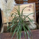 Old vintage wooden chest