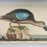 Antique bird engraving - Brown Teal - Ornithological plate by Seligmann & Catesby