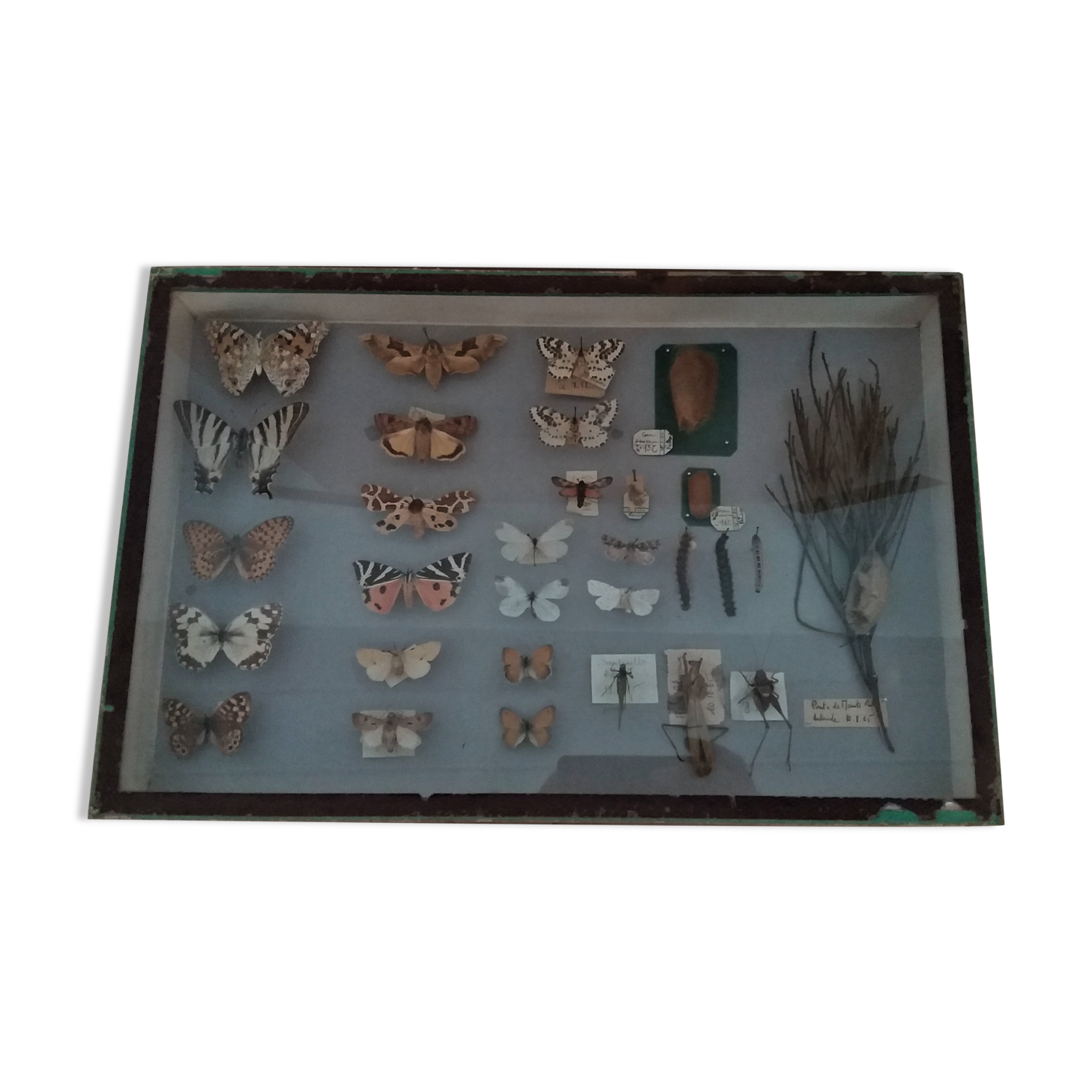 Entomology entomological box with butterflies Nérée Boubée Paris