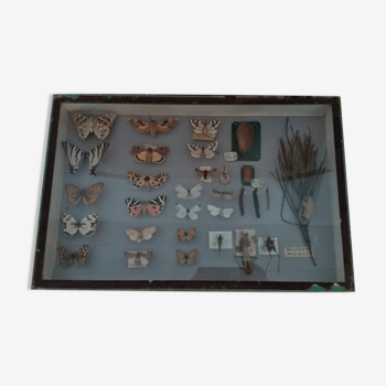 Entomology entomological box with butterflies Nérée Boubée Paris