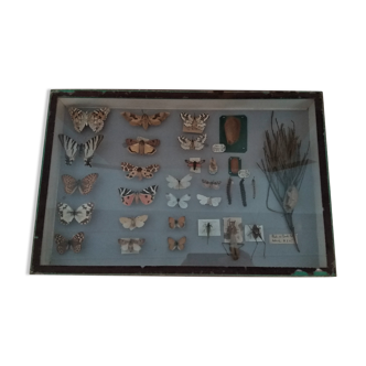 Entomology entomological box with butterflies Nérée Boubée Paris