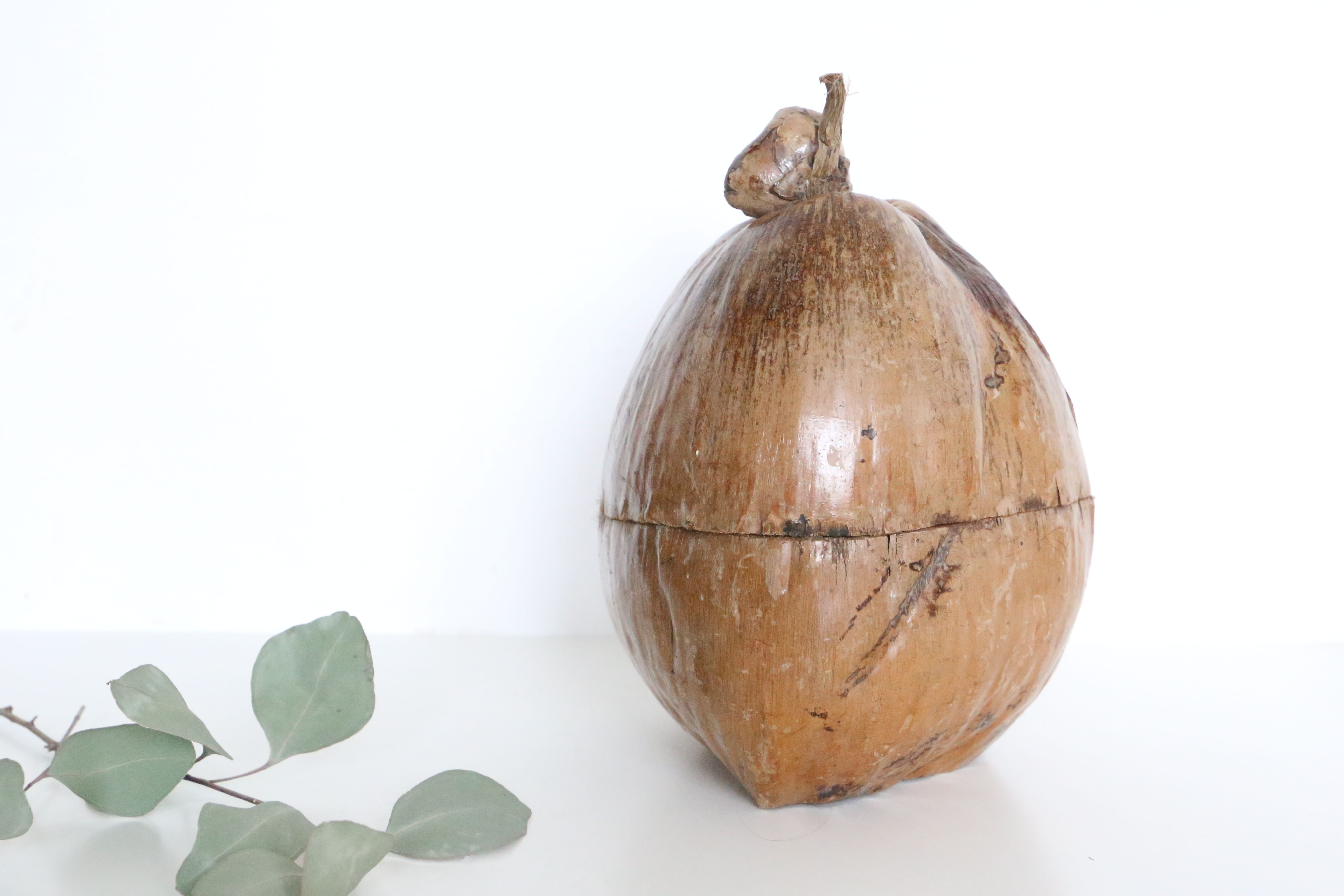 Ice bucket, nature decoration, exotic
