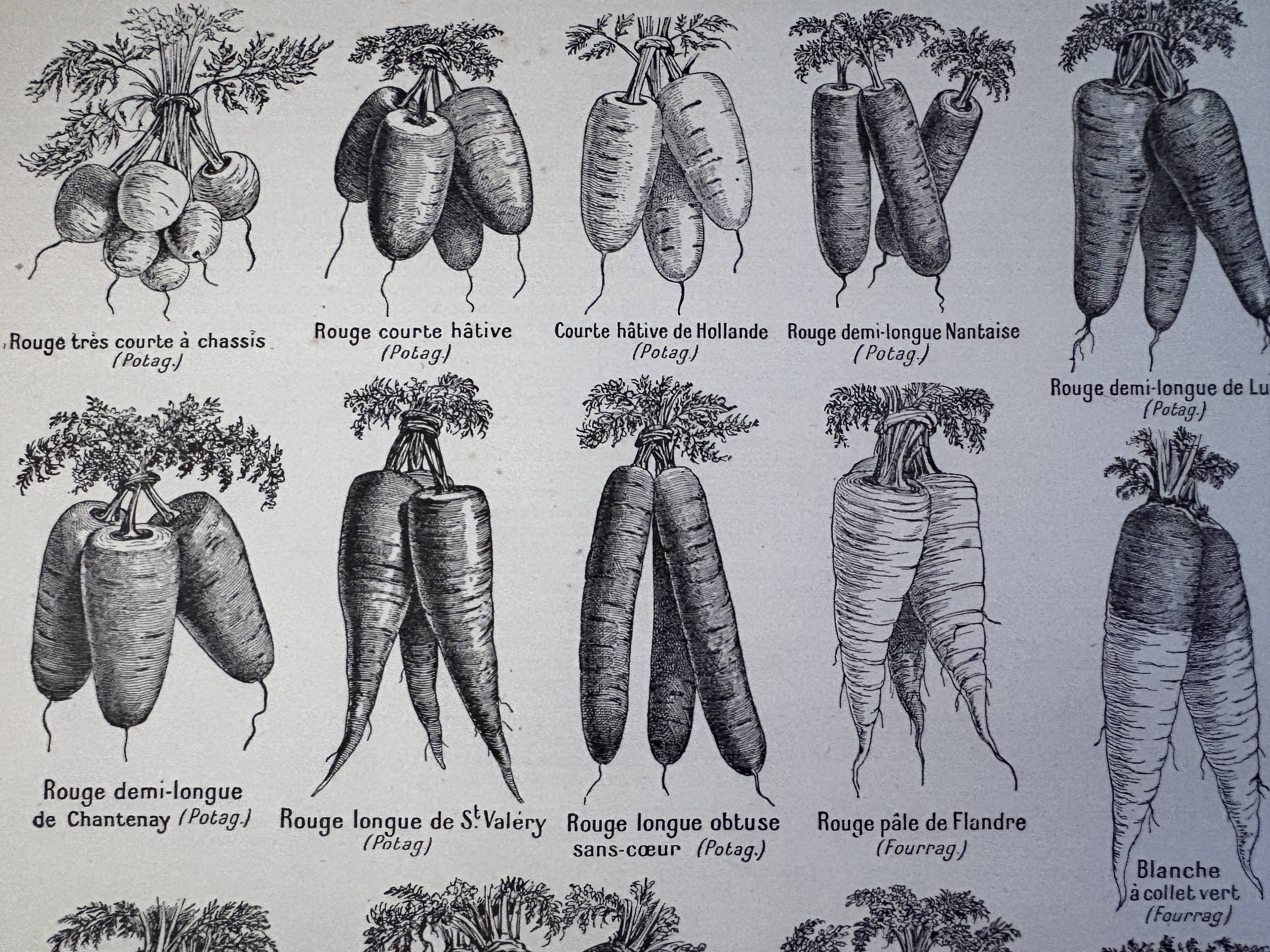 Antique engraving of carrots - 1920