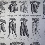 Antique engraving of carrots - 1920