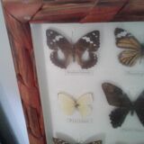 Butterfly frame under glass