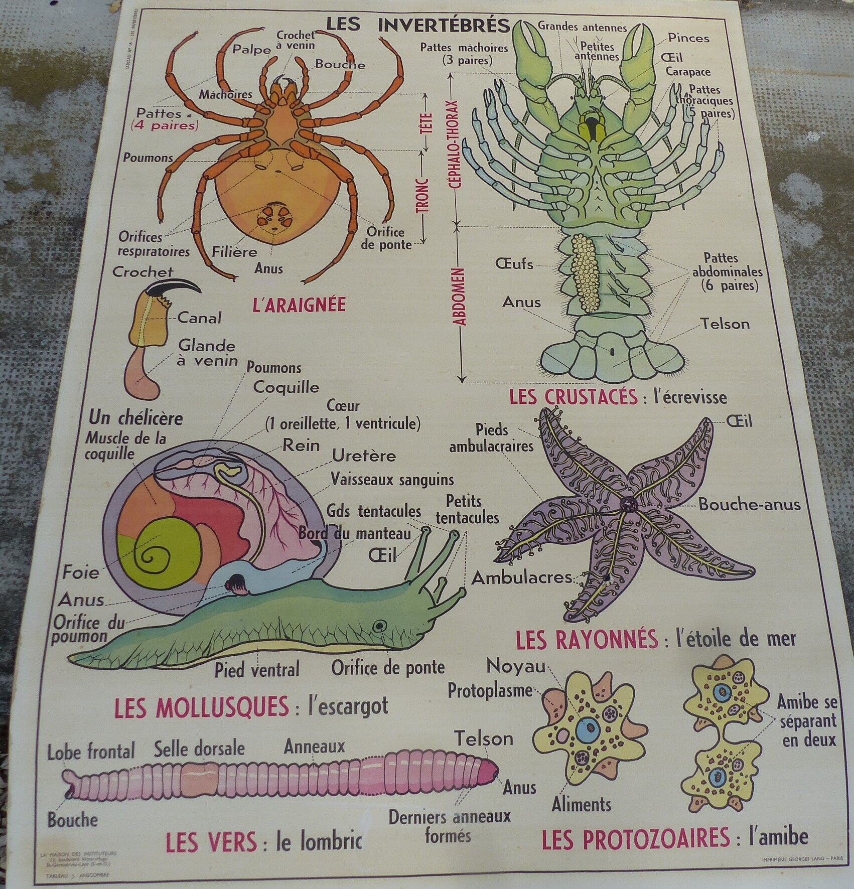 Pedagogical poster