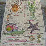 Pedagogical poster