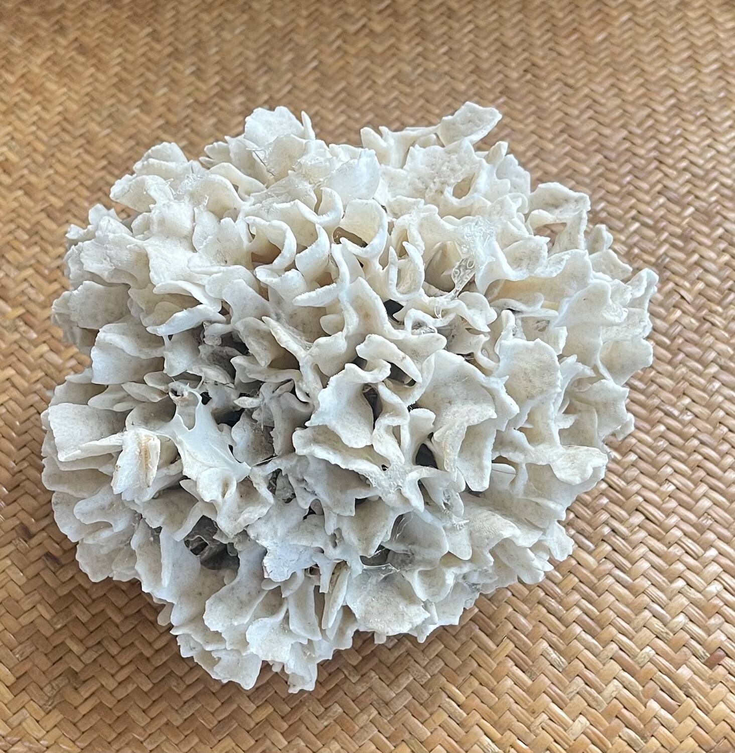 Ancient coral