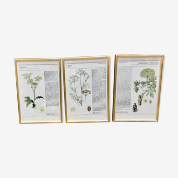 Lot de 3 illustrations botaniques vintage encadrement doré