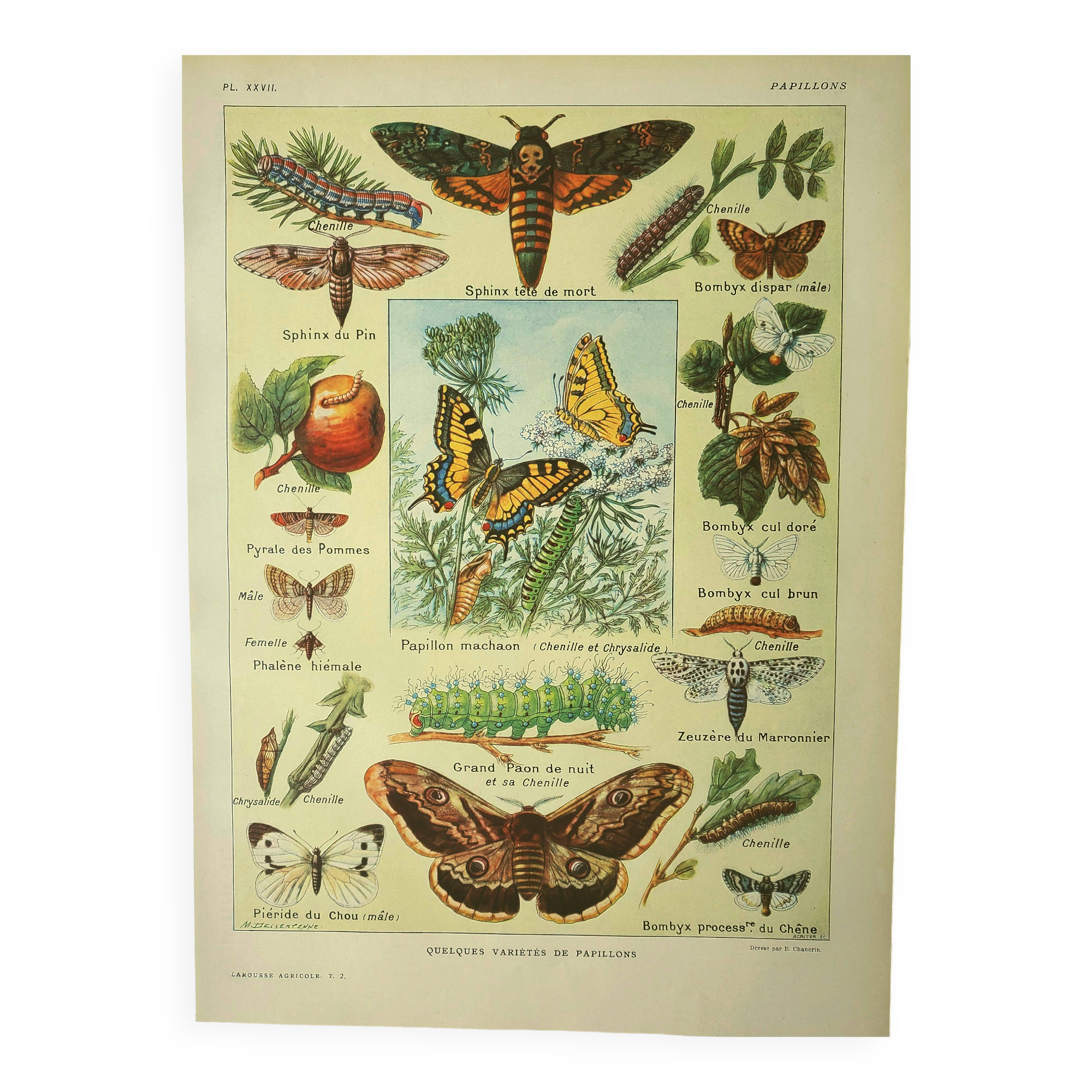 Antique engraving 1921 M. Dessertenne - Butterfly - Beautiful lithograph