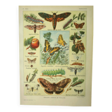Antique engraving 1921 M. Dessertenne - Butterfly - Beautiful lithograph