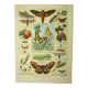 Gravbure ancienne 1921 M. Dessertenne - Papillon - Belle lithographie
