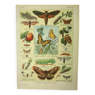 Gravbure ancienne 1921 M. Dessertenne - Papillon - Belle lithographie