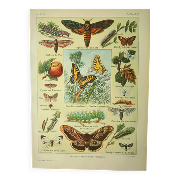 Gravbure ancienne 1921 M. Dessertenne - Papillon - Belle lithographie