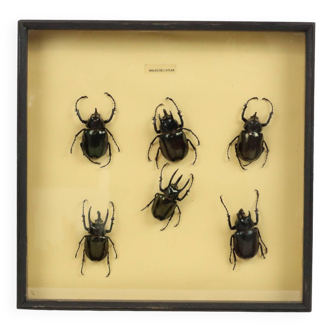 Set of 6 Male Atlas Beetles XL Black Wooden Frame Taxidermy