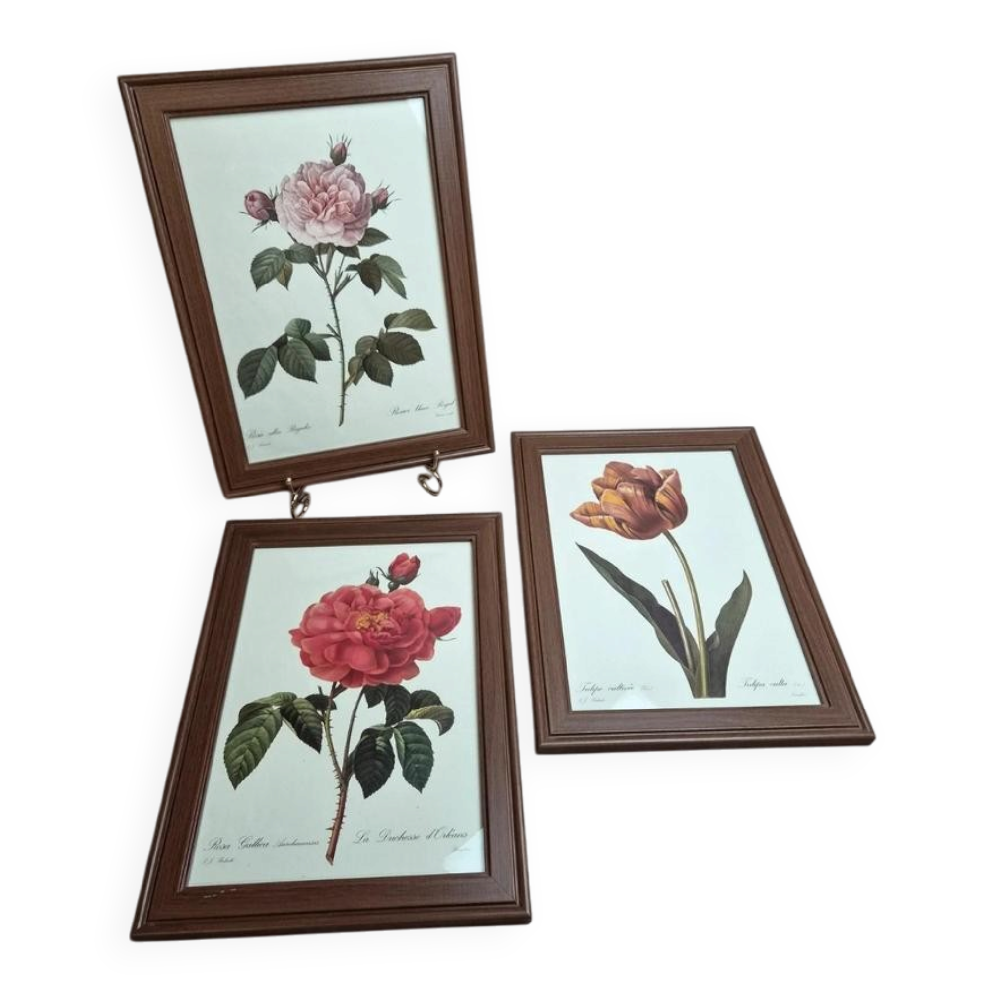 Lot de 3 cadres botaniques P.j. Redouté – Roses & tulipe