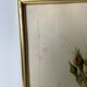 Redouté botanical lithograph