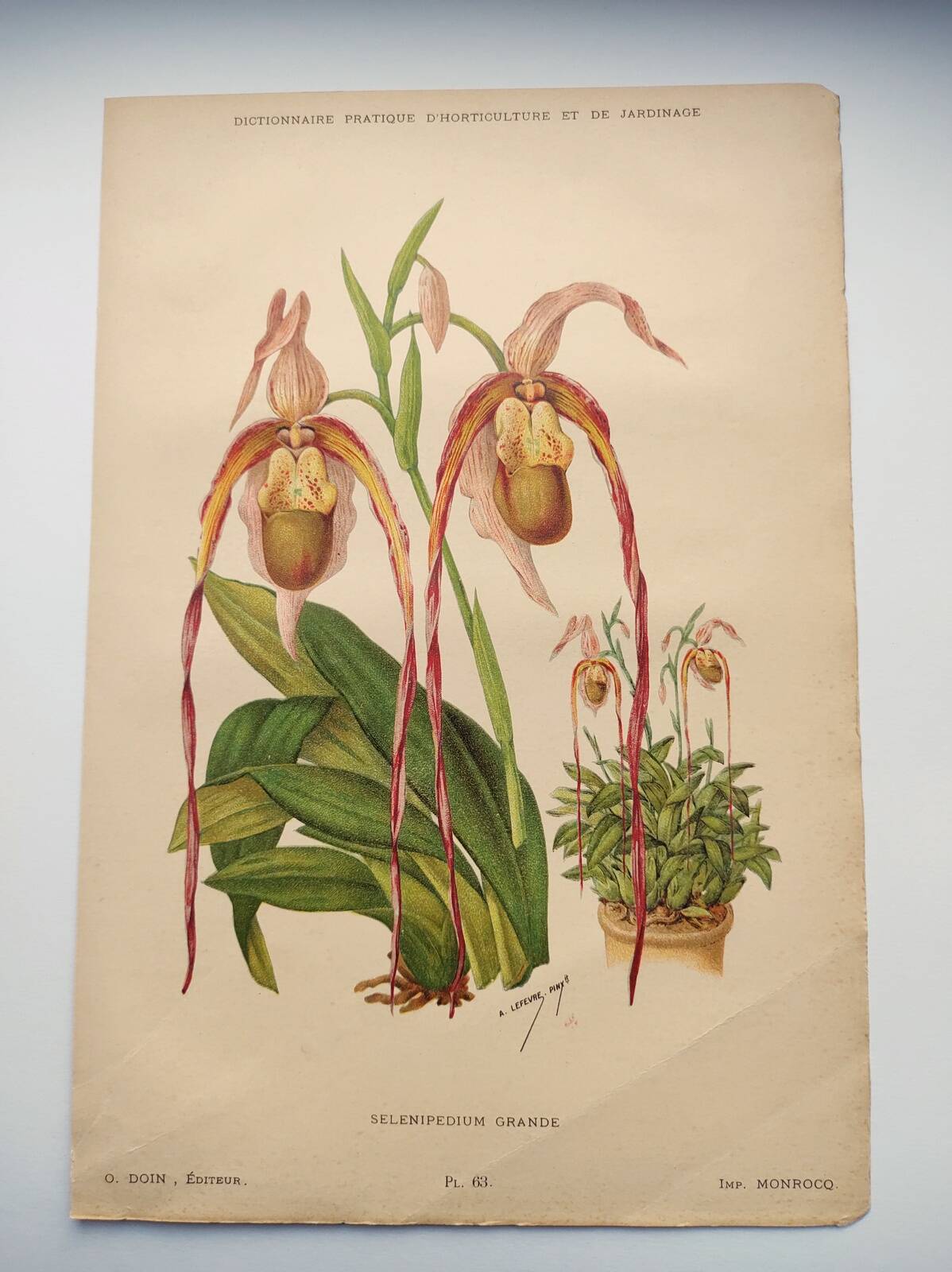 Gravure botanique "Sélénipédium grand" de A.Lefevre, 1897