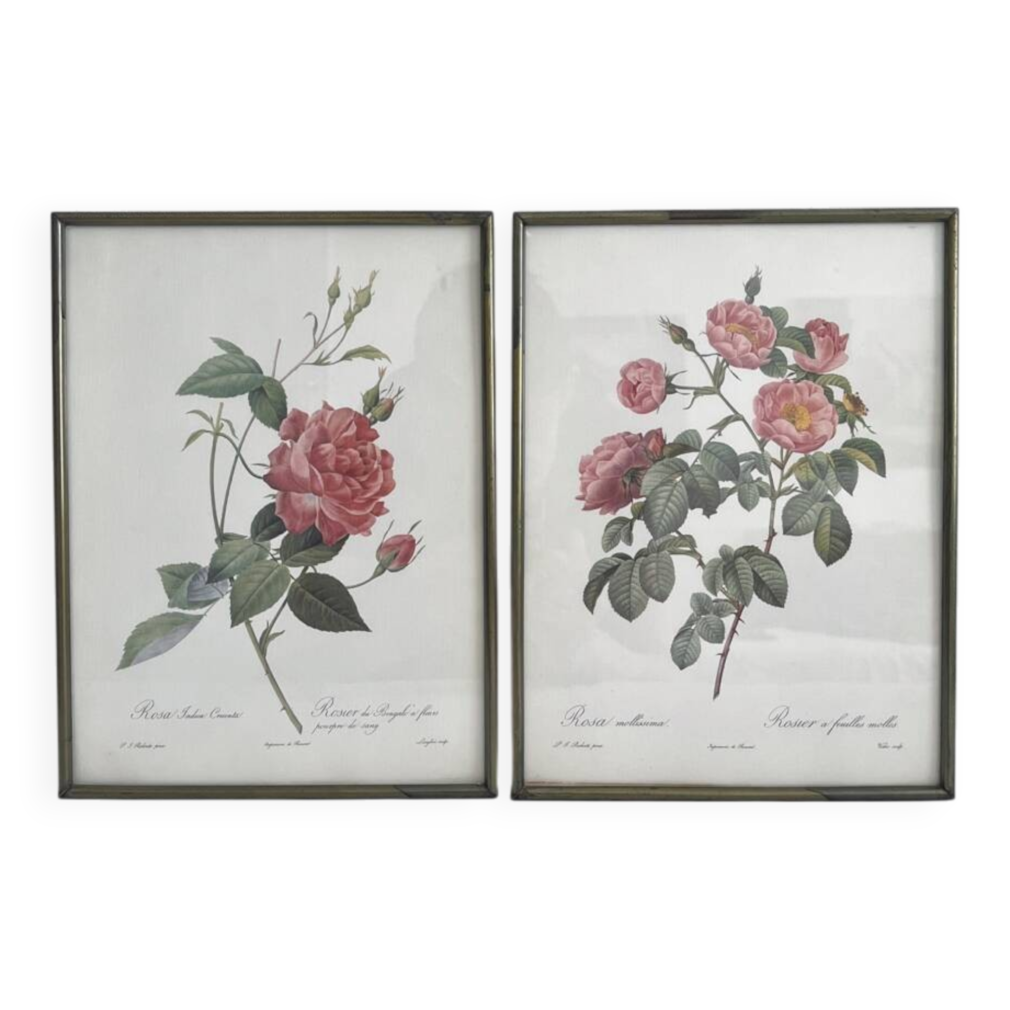 Rose Lithographs by Pierre Joseph Redouté vintage botanical posters