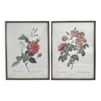Rose Lithographs by Pierre Joseph Redouté vintage botanical posters
