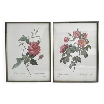 Lithographies Roses de Pierre Joseph Redouté affiches botaniques vintage