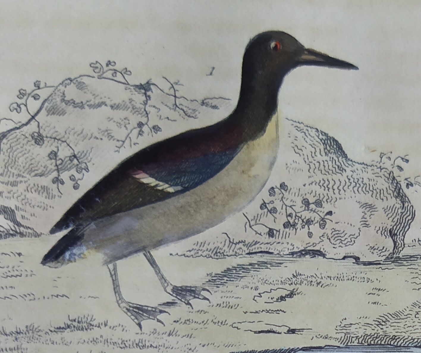 Original ornithological plate " Guillemot - Puffin - &c.. Buffon (1837)