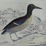Planche ornithologique originale " Guillemot - Macareux - &c.. Buffon 1837