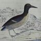 Original ornithological plate " Guillemot - Puffin - &c.. Buffon (1837)