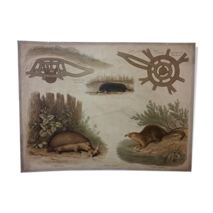 Affiche scolaire Histoire naturelle