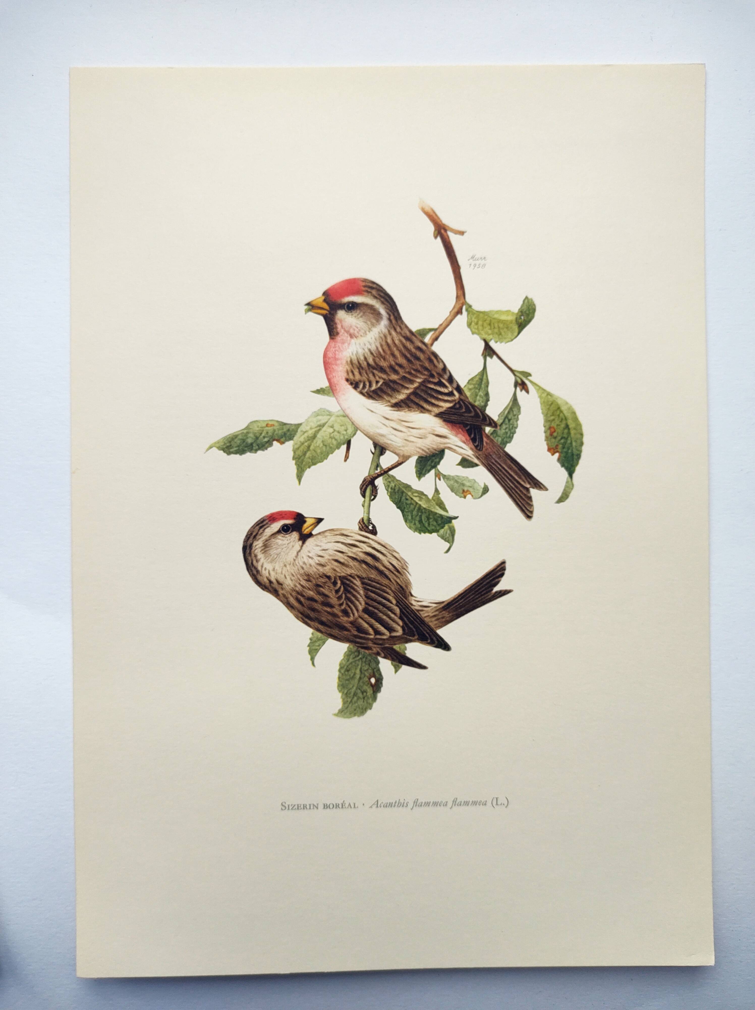 Old vintage bird board from the 60s Sizerin Boréal Ornithological illustration