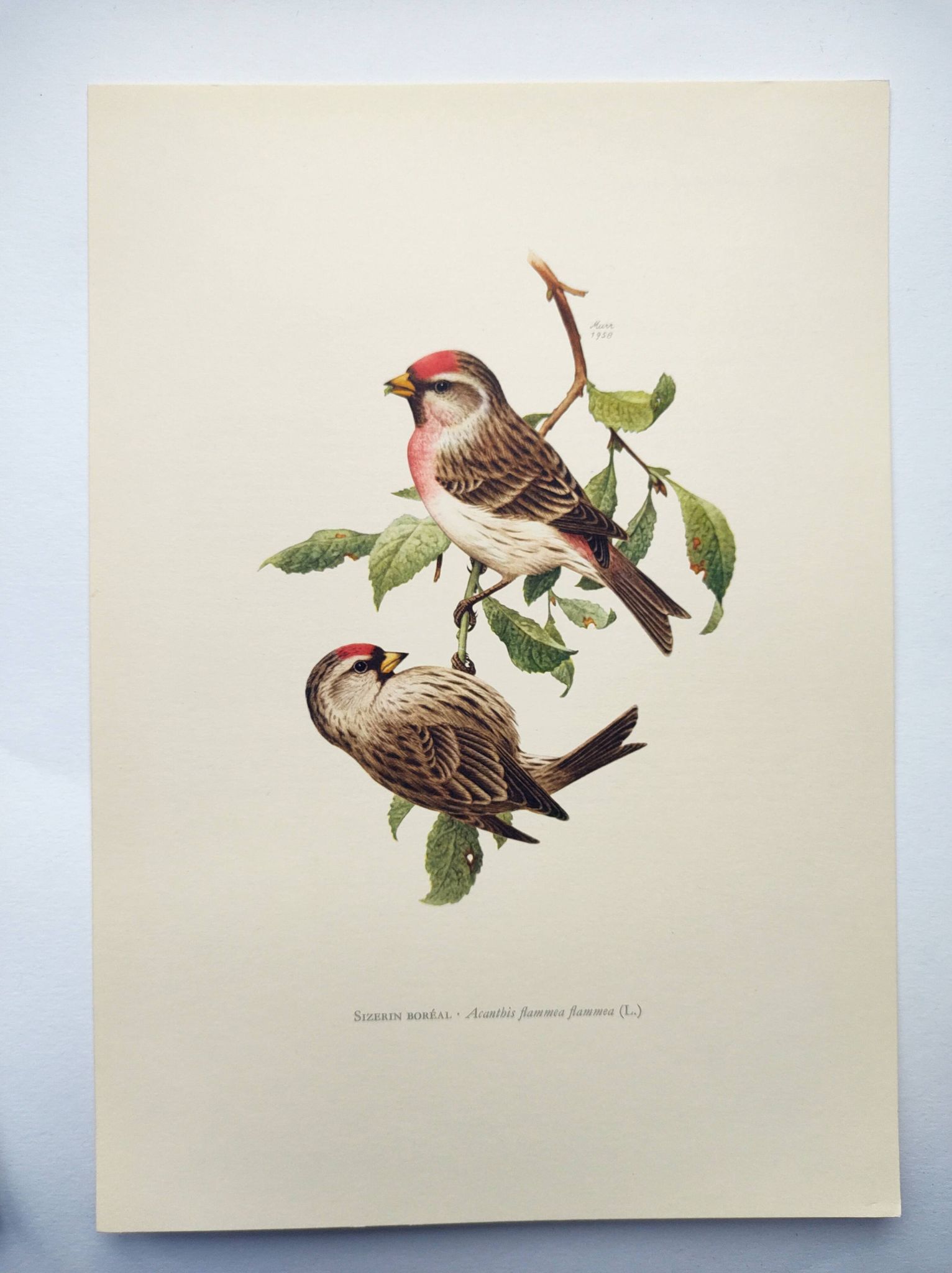 Planche oiseaux ancienne vintage des années 60 Sizerin Boréal Illustration ornithologique