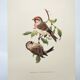 Old vintage bird board from the 60s Sizerin Boréal Ornithological illustration