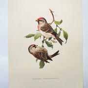 Planche oiseaux ancienne vintage des années 60 Sizerin Boréal Illustration ornithologique