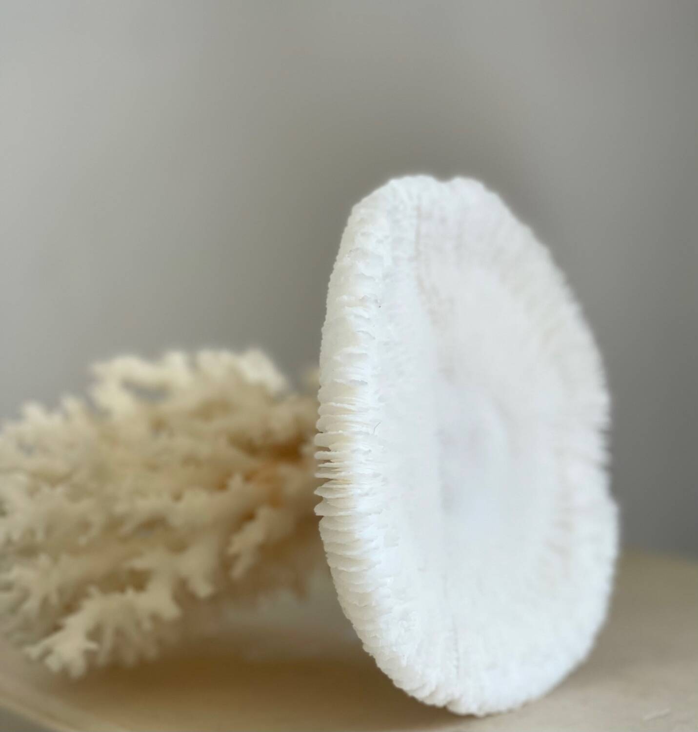 White coral on a natural base